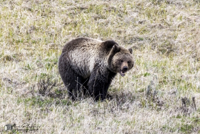 Grizzly Bear May 2025